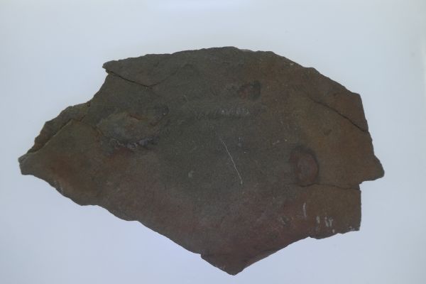 Trilobite and tracks.