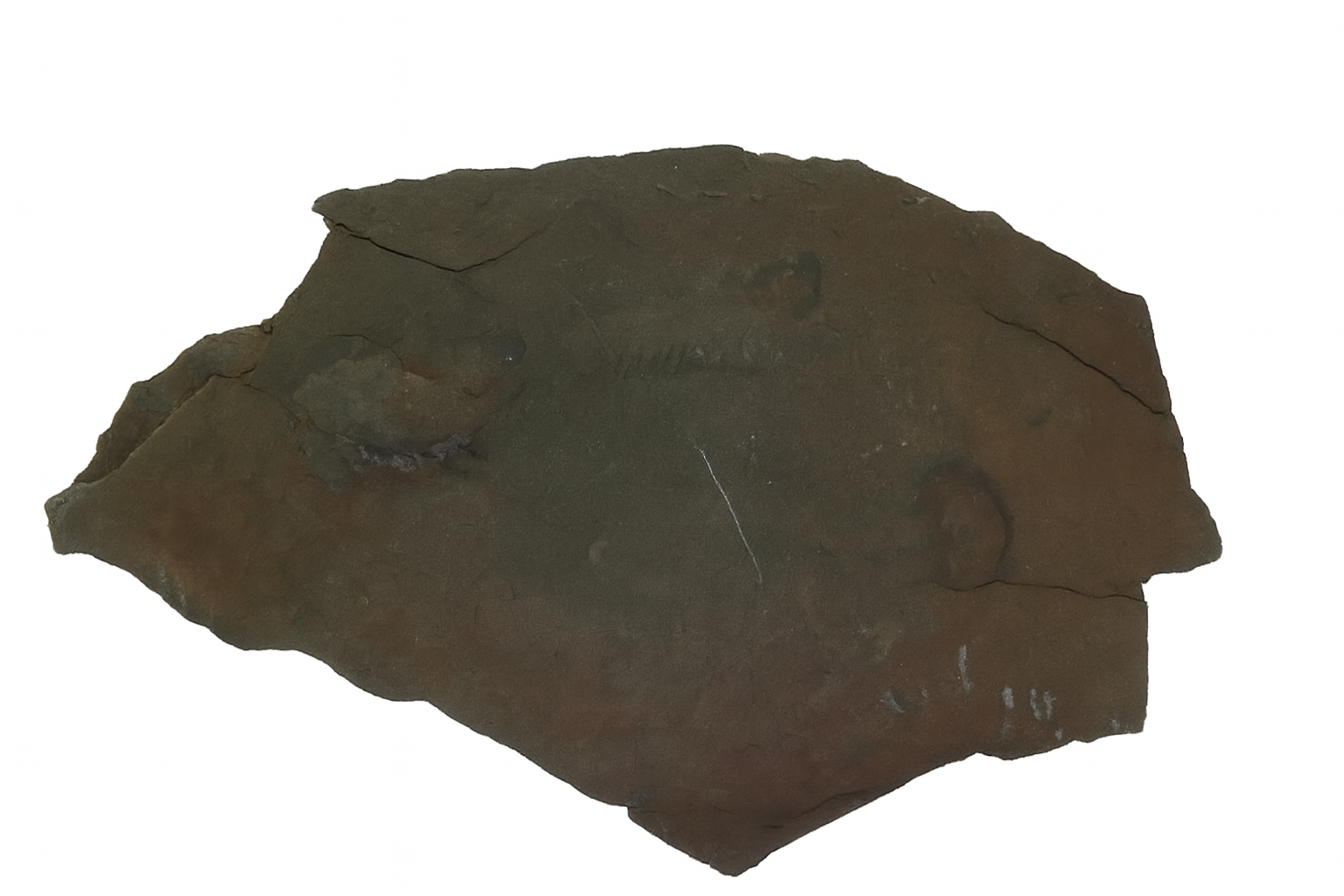 Trilobite and tracks.
