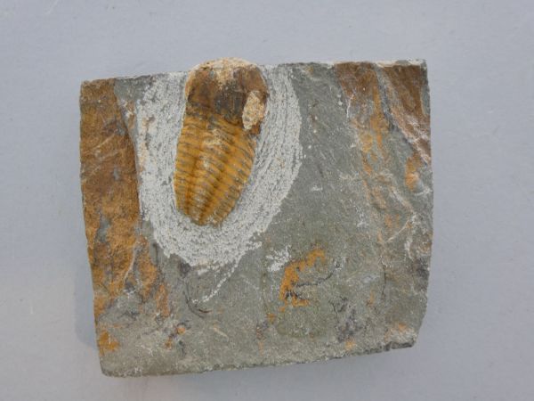 Unidentified trilobite.