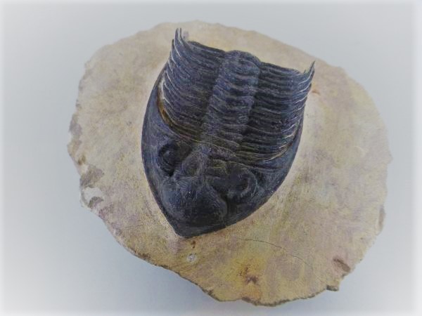 Odontochile hausmanni.